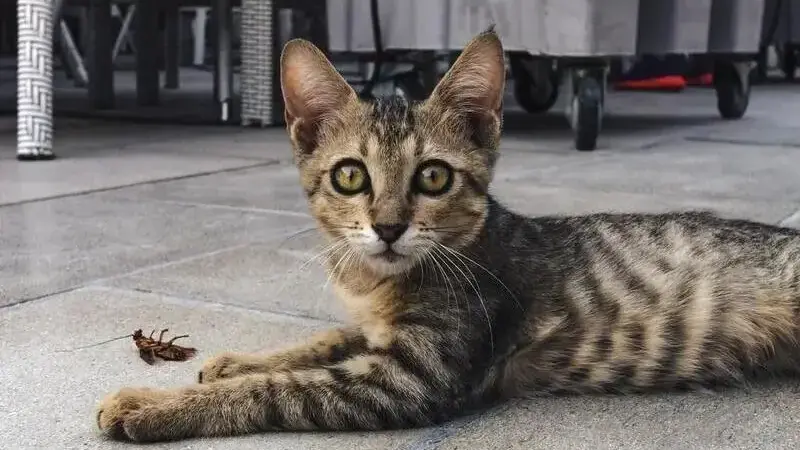 gatto vomita schiuma bianca