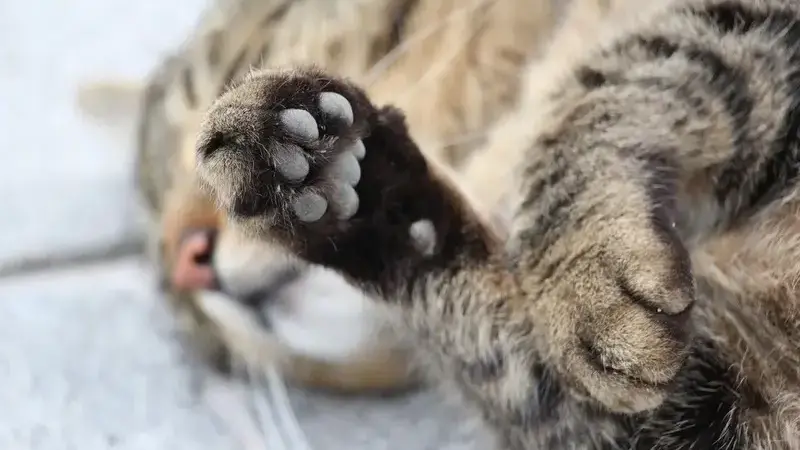 paw-2358018_1920