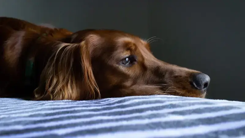giardia cane