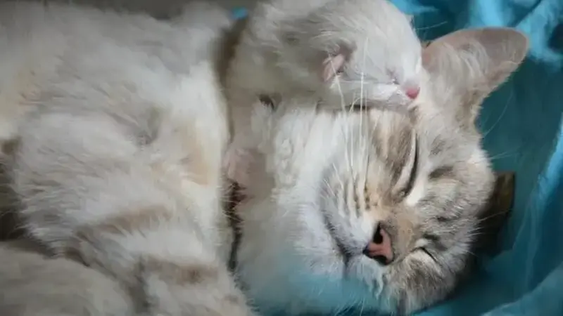 kitten-with-mom-2633283_640-min