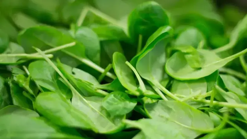 i cani possono mangiare gli spinaci