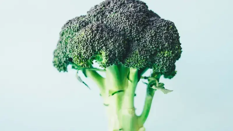i cani possono mangiare i broccoli