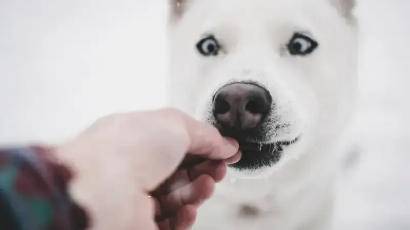 i cani possono mangiare il melone