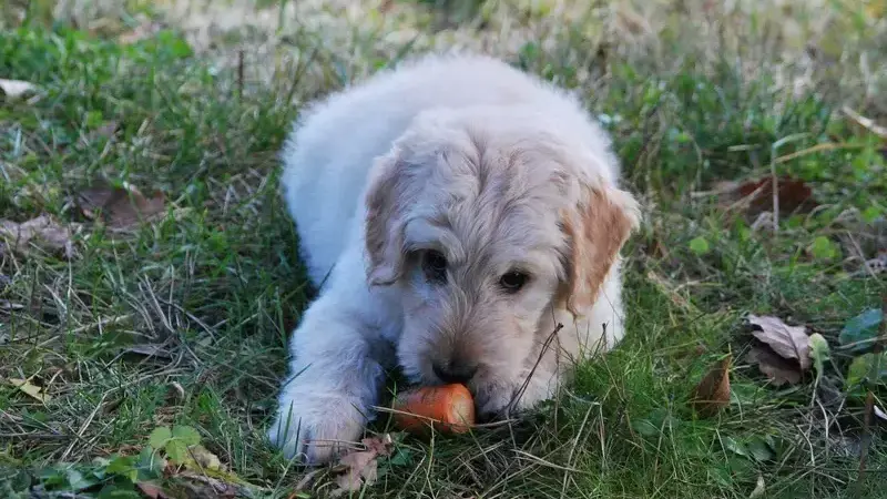 i cani possono mangiare le carote