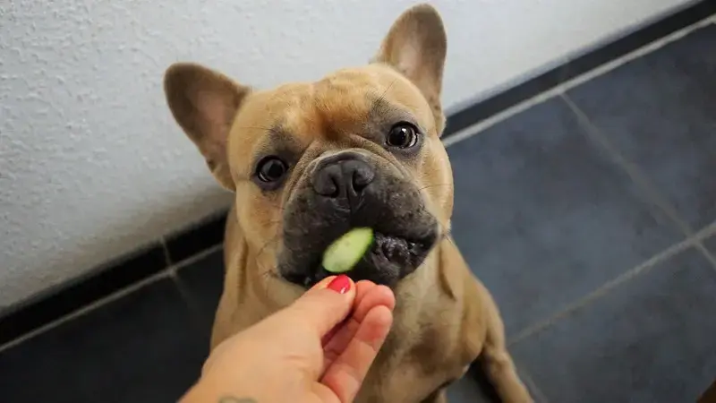 i cani possono mangiare le zucchine