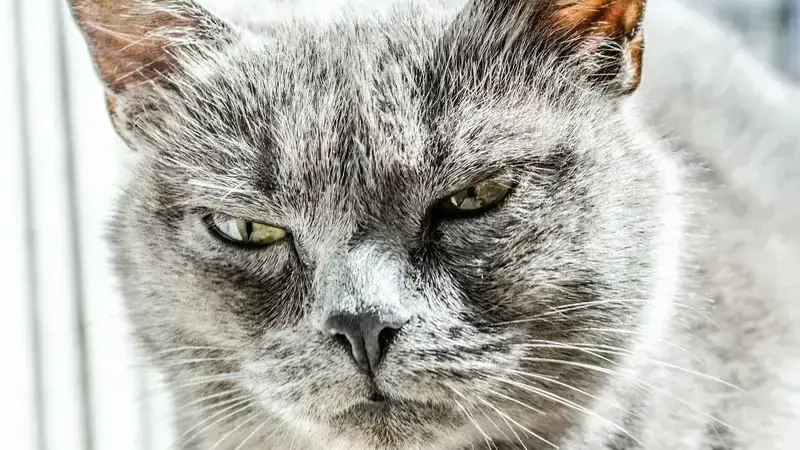 influenza felina