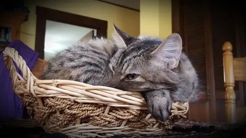 cat-2937377_640-min