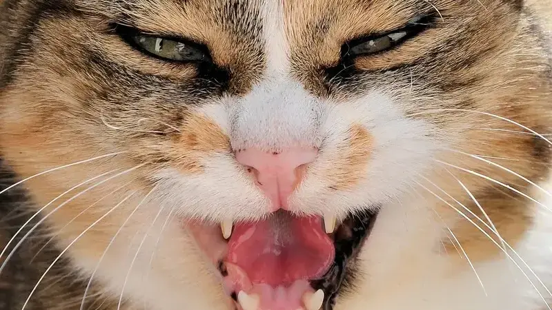 iperestesia felina