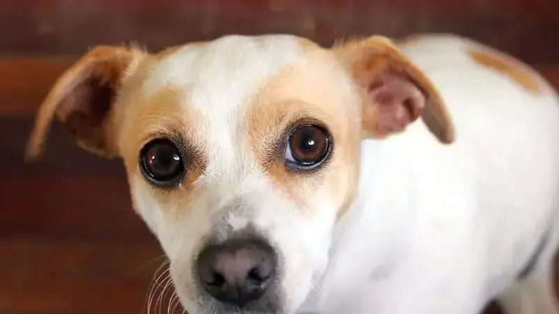 Jack Russell 1
