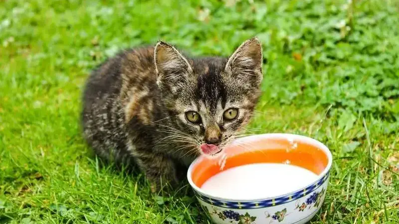 latte-gatto