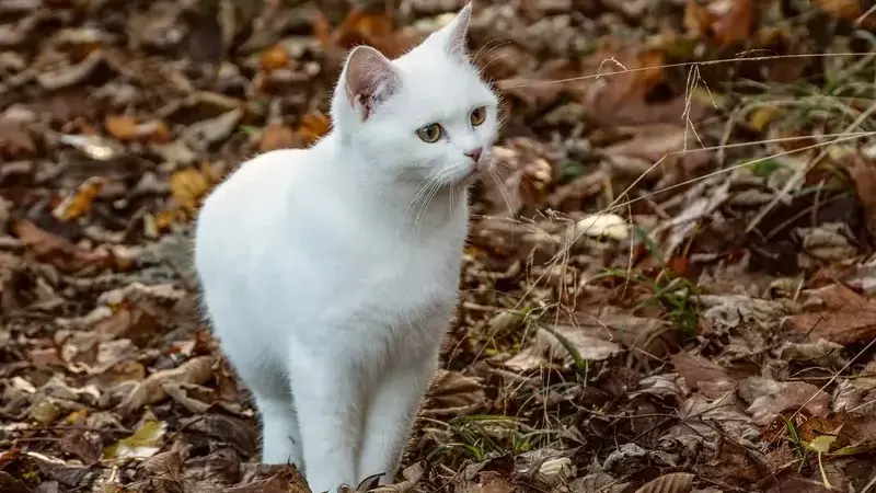 leptospirosi gatto