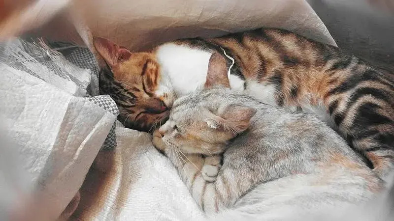 felv