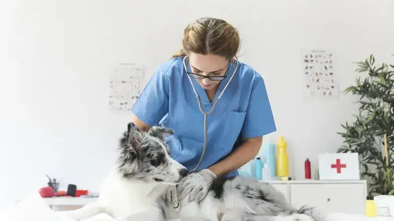 malattie dei cani