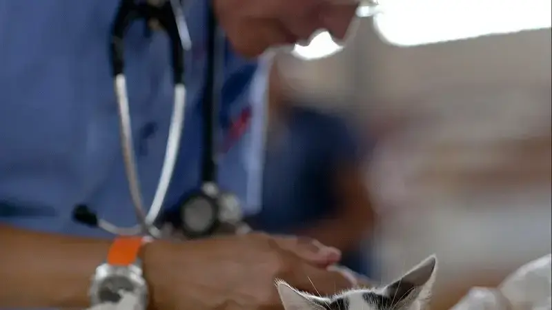 malattie dei gatti