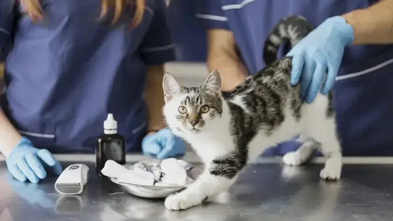 malattie dei gatti