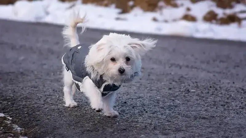 maltese carattere