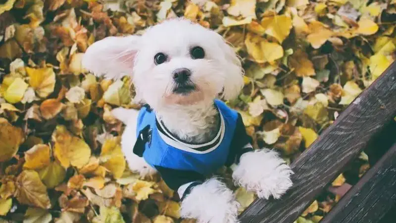 Maltese__