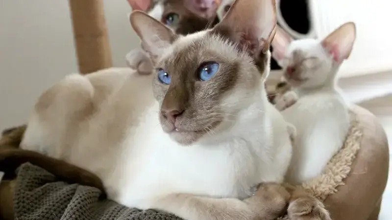 metrite gatto
