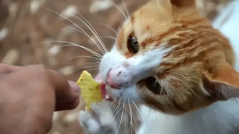 nutrire gatto