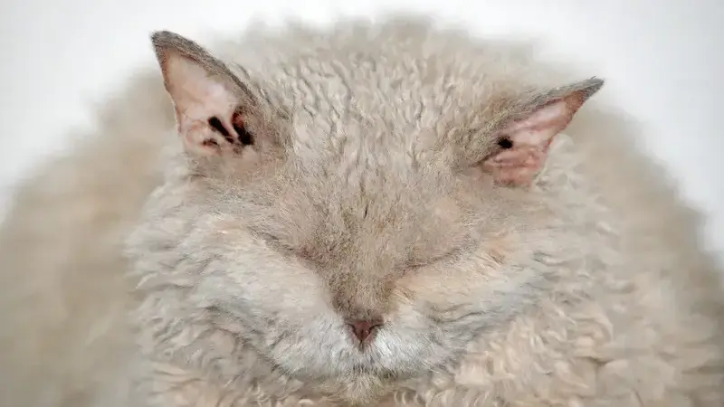 obesità nel gatto