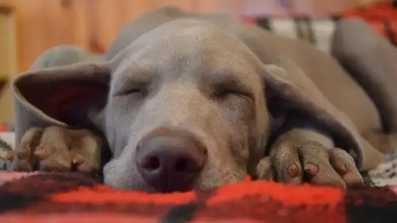occhi rossi cane