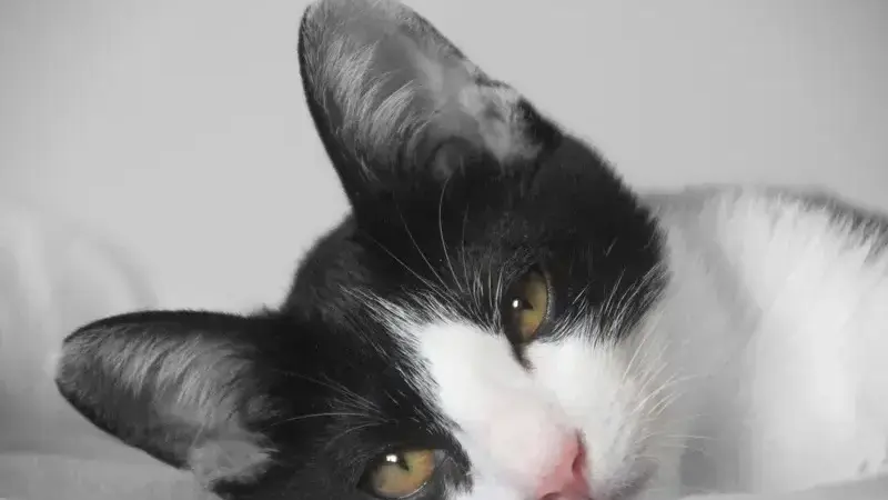 otite nel gatto