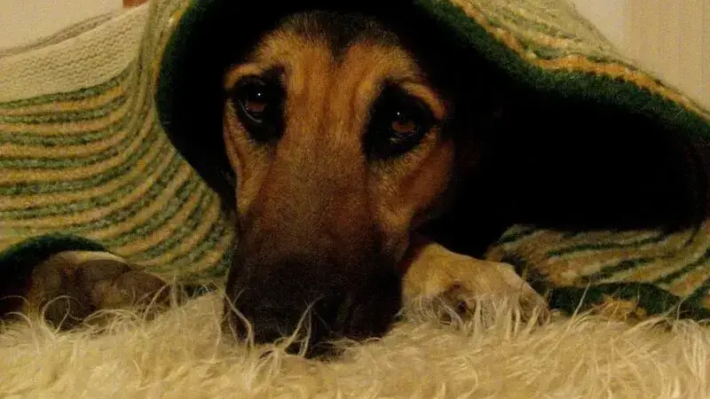 tosse canina