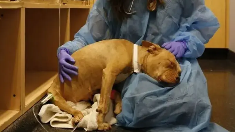 parovirosi canina