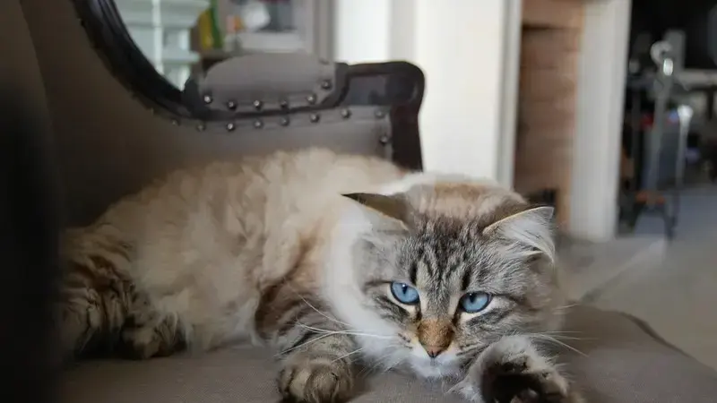 gatto pelo lungo