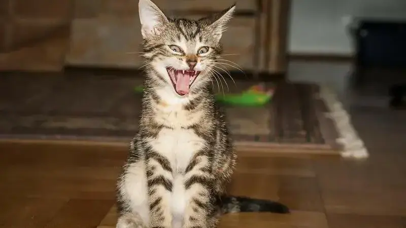 gatto morde