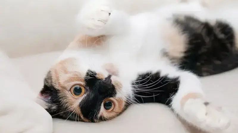 perchè il mio gatto mi segue ovunque