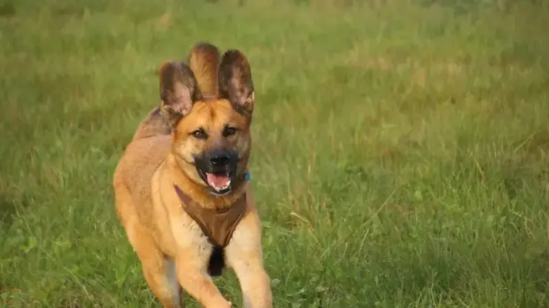 Pidocchi cani