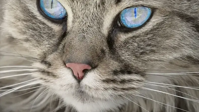 piometra nel gatto