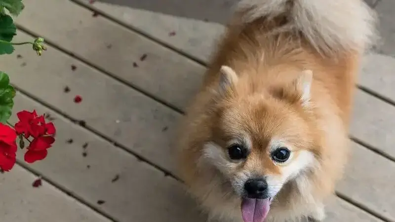 pomerania