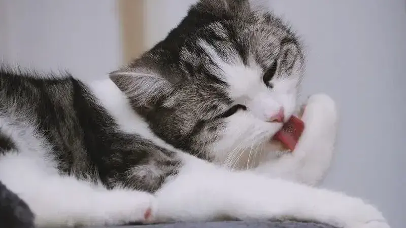 prendere un gatto