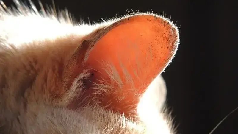 orecchie gatto