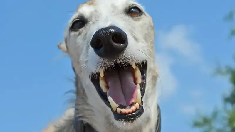 pulizia denti cane
