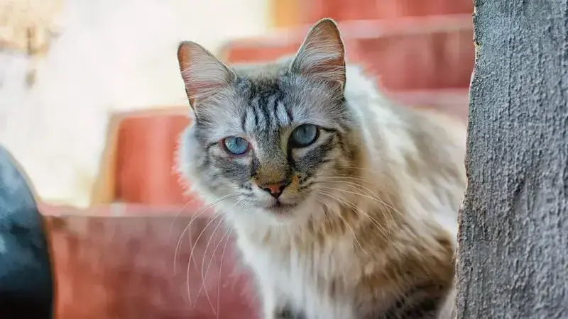 cat-2783626_1920-min (1)