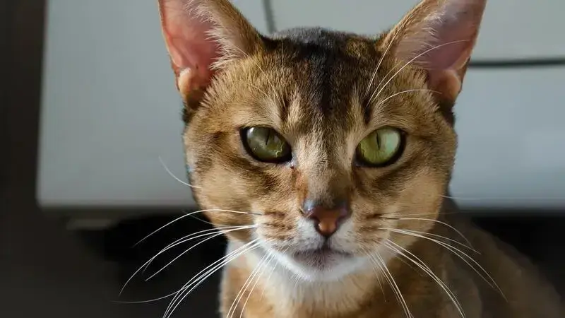 gatto raffreddore