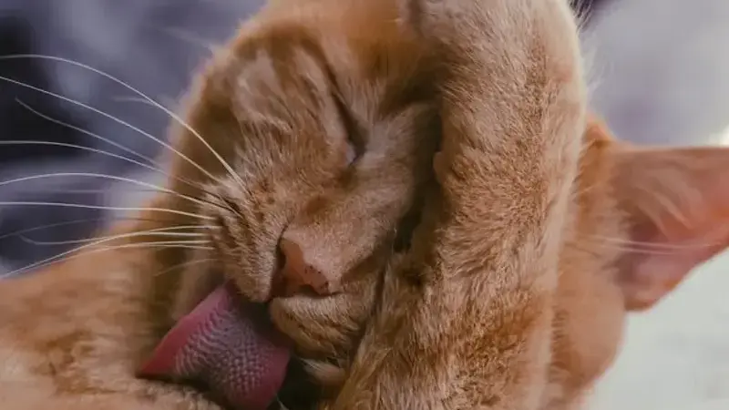 rogna gatto foto