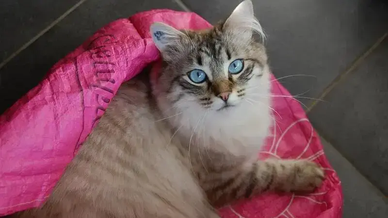 cat-549480_1920-min