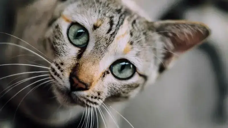 cat-face-1081951_1920-min (1)