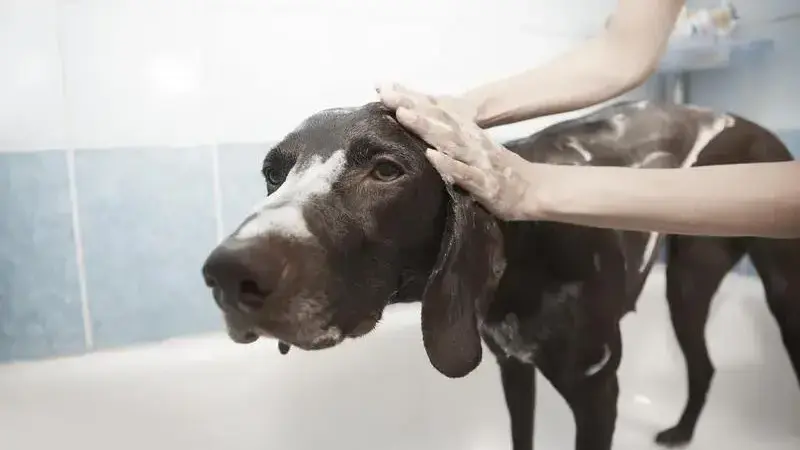 dog-1178365_1920-min