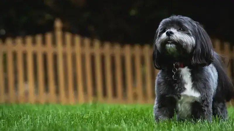 shihtzu