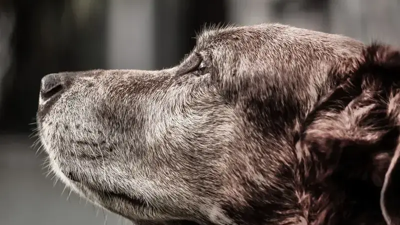 sindrome di cushing nel cane