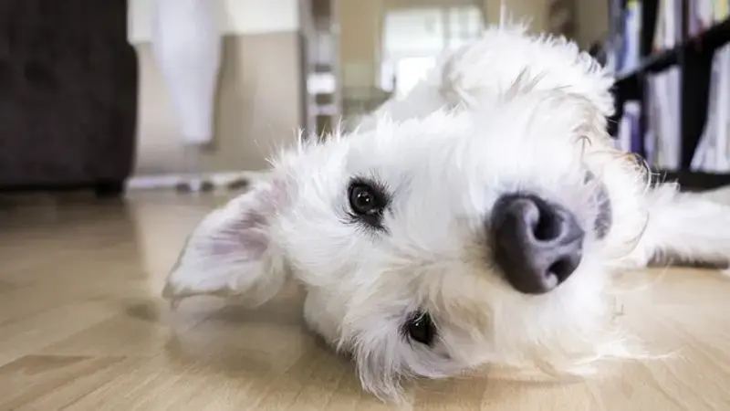 dog-2579871_640