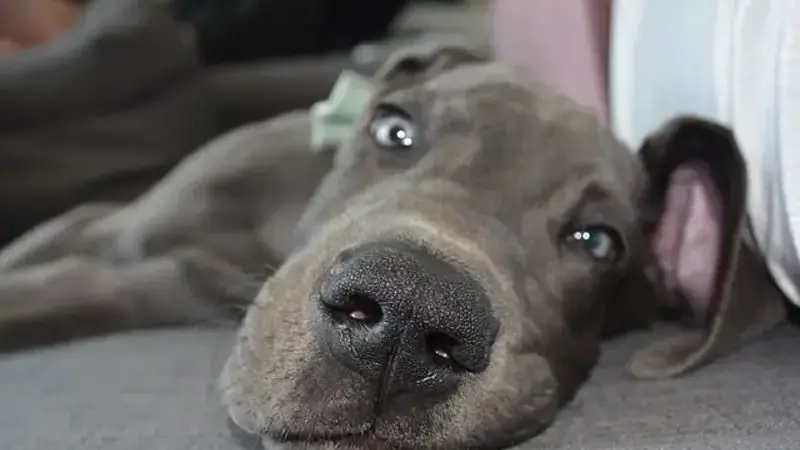 dog-2475633_640