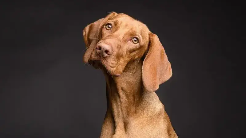 sterilizzazione cane femmina
