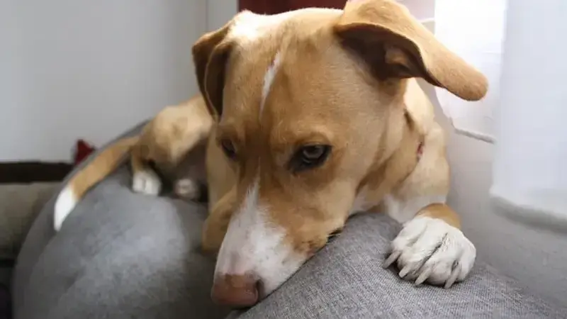 dog-2125554_640