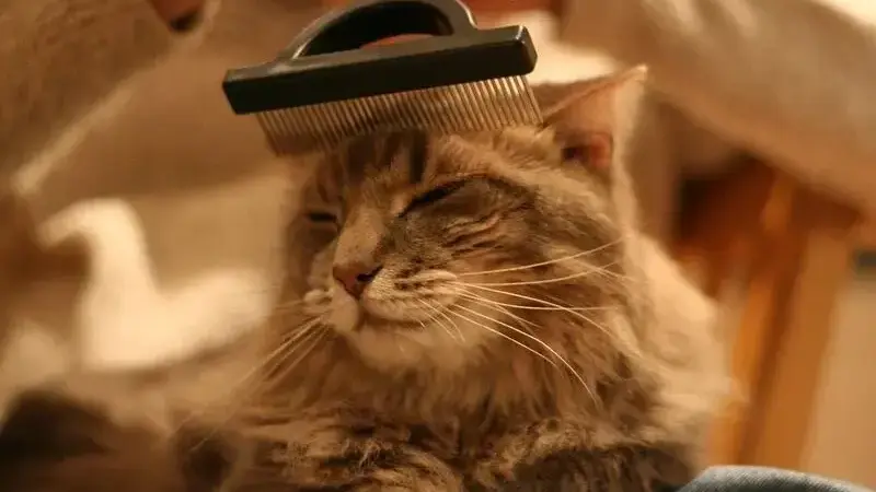 gatto tossisce